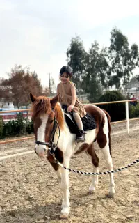 باشگاه سوارکاری زرین