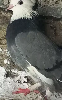 کبوتر شازده ماده