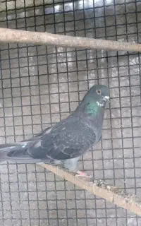 کبوتر