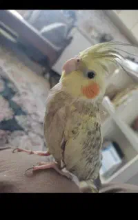 گمشده