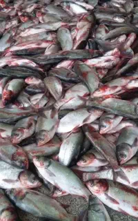 ماهی قزل بدون استخوان حراج حراج تازه 198