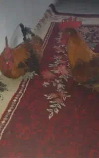 فروش ۷عدد خروس محلی از ۷ماه به بعد