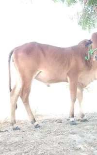 گاوه