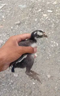 9 تا جوجه لاری اصیل