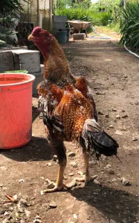 خروس لاری