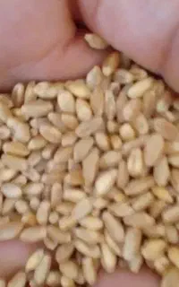 گندم مهرگان درجه یک بوجاری شده