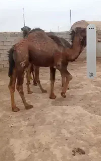 فروش سه نفرشترچاق ۴سال