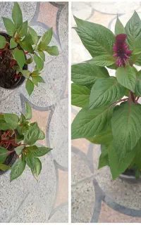 مداحی،شروه خوانی ،تلاوت قرآن