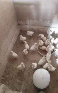 فروش جوجه مرغ تخم گذار
