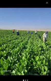 سرکارگر...انجام تمام کارهای کشاورزی