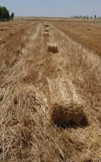 فروش کاه گندم درجه یک
