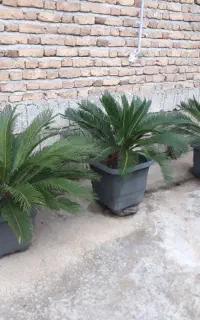 گل سیکاس ۳ عدد ۷ ساله