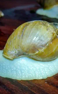 فروش فوری حلزون‌ آلبینو (Achatina)