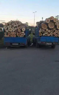 قطع درخت و خرید چوب درختان باغی و هرس مرکبات