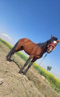 اسب