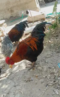 یک عدد خروس جوان