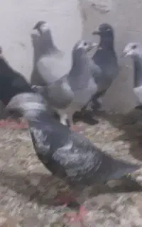 کبوتر