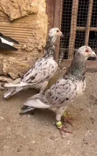 کبوتر‌پرنده