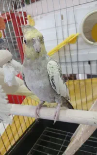 عروس هلندی ماده