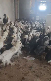 جوجه رنگی  اردک.محلی.برهما