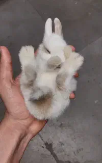 بچه خرگوش  همستر  جونده