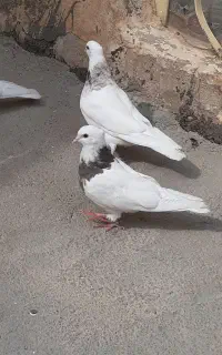دو جفت کبوتر جوانه