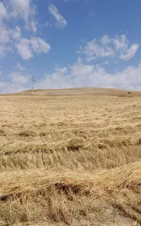 پسمانده و تفاله گندم برای پرس