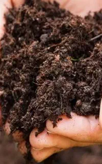 خاک سیاه مقوی جنگلی