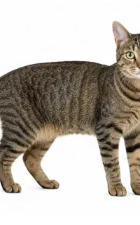 واگذاری گربه واگذاری گربه