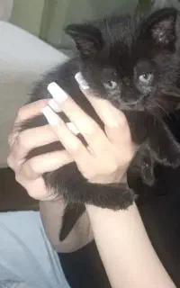 گربه بریتیش