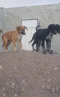 واگذاری توله سگ