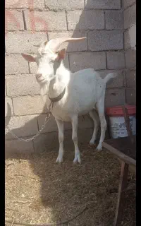 بز کامو