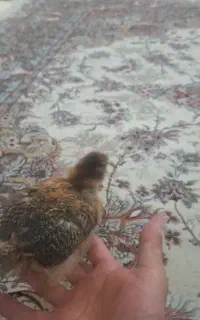 طوطی پیدا شده