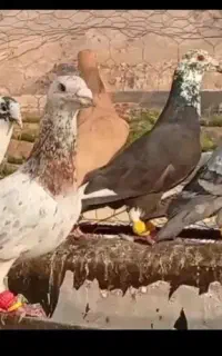 کفتر نر سوراخ رایگان