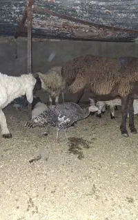 با سلام گوسفند ابست