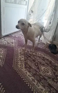 سگ پاکوتا خوشگل بازی گوش
