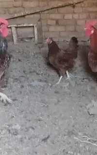 خروس