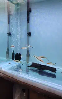 ۸عدد ردلاین درشت ۳بند به بالا