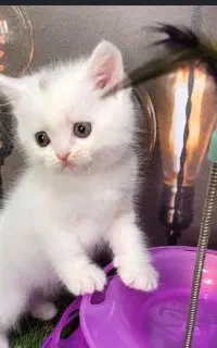 بچه گربه