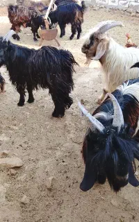 فروش کهره نر چاق پرواری شهرستان خنج محمله