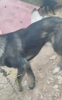 واگذاری سگ نگهبان