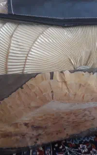 رو تختی