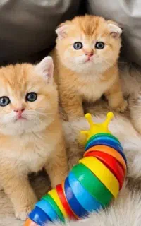 گربه های لوکس