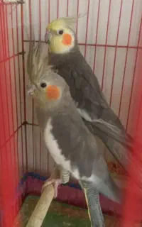 پیدا شده