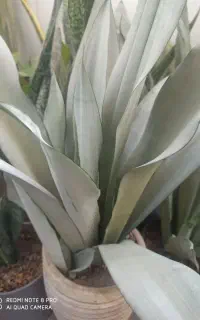 فروش انواع گل‌های سانسوریا