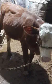 گاو با شنگل