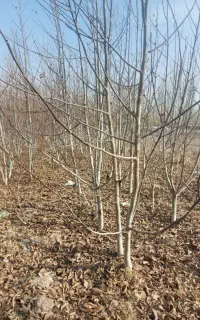 نهال ازگیل انجیر انار خرمالو انگور هلو آلوچه