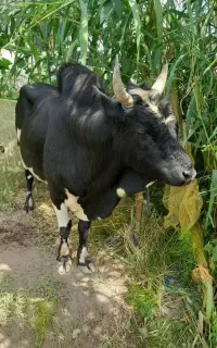 ورزای جوان