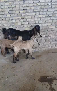 بز دوقلو. دوبرپاکستانی  گلابی. میش .معاوضه .نربز