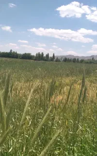 جو آبی قاطی گیاه